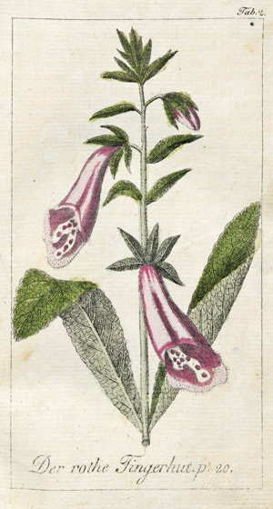 Lot 511, Auction  102, Halle, Johann Samuel, Die deutsche Giftpflanzen, 