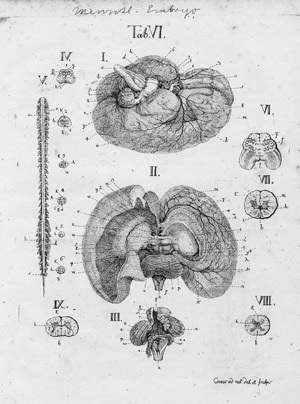Lot 318, Auction  108, Carus, Carl Gustav, Versuch einer Darstellung des Nervensystems 