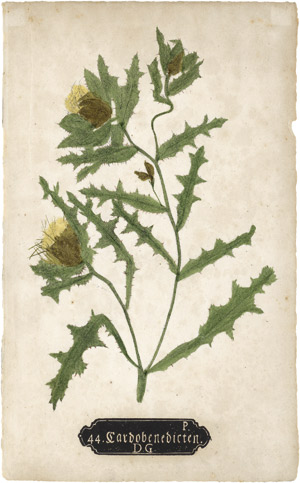 Los 4063 - Naturselbstdrucke - Plant studies - 0 - thumb