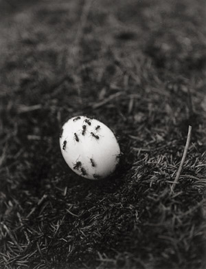 Lot 4329, Auction  112, Stankowski, Anton, Ants on egg