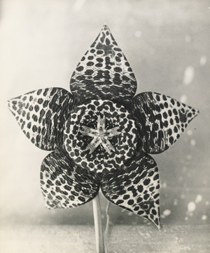 Lot 4206, Auction  122, Landauer, Lou, Stapelia