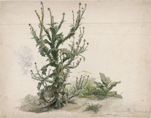 Lot 6662, Auction  123, Loos, Friedrich, Studie einer türkischen Eselsdistel (Onopordum tauricum)