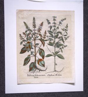 Los 351 - Besler, Basilius - Hortus Eystettensis. Nürnberg, Hortus Eystettensis, 1640. - Sammlung von 8 Kupferstichen - 2 - thumb