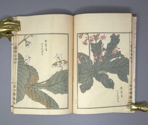 Los 513 - Bairei, Kôno - Kusa Bana Hyakushu (japonice: Hundert Sorten von Blumen). Tokio, Meiji um 1900  - 4 - thumb