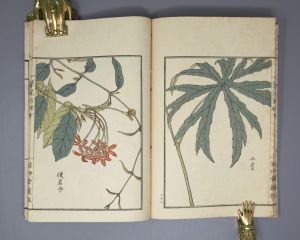 Los 513 - Bairei, Kôno - Kusa Bana Hyakushu (japonice: Hundert Sorten von Blumen). Tokio, Meiji um 1900  - 7 - thumb