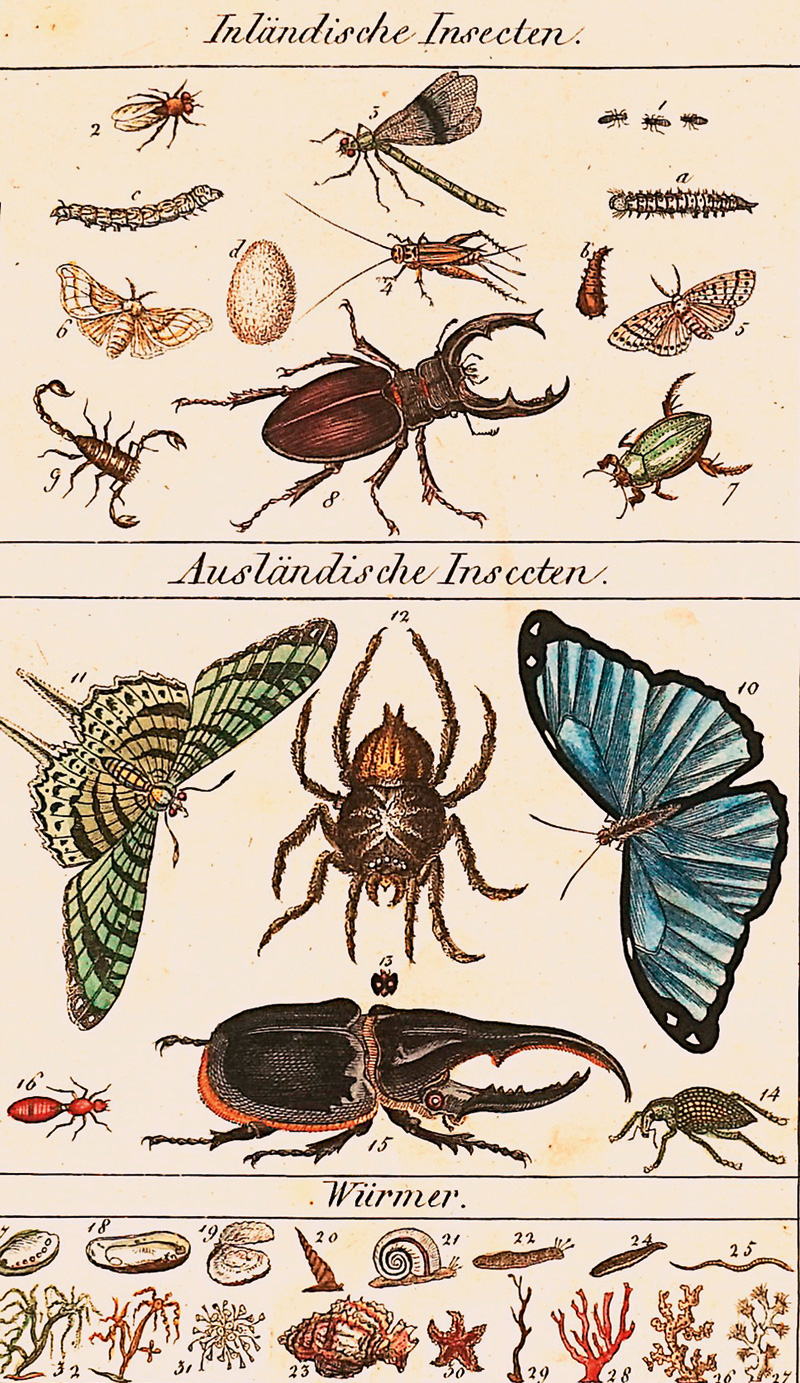 Lot 1809, Auction  125, Glatz, Jakob, Naturhistorisches Bilder- und Lese-Buch. Jena, F. Frommann, 1808