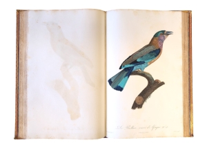 Los 372 - Levaillant, François - Histoire naturelle des oiseaux. Paris 1801-1818 - 15 - thumb