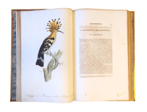 Los 372 - Levaillant, François - Histoire naturelle des oiseaux. Paris 1801-1818 - 23 - thumb