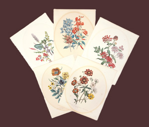 Los 373 - Loudon, Jane - 10 kolorierte lithographische Blumentafeln - 0 - thumb