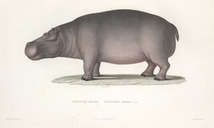 Los 54 - Lefebvre, Théophile - Voyage en Abyssinie exécuté pendant les années 1839, 1840, 1841, 1842, 1843 - 0 - thumb