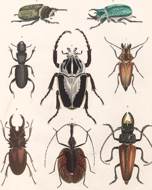 Lot 357, Auction  127, Oken, Lorenz, Allgemeine Naturgeschichte für alle Stände. Atlasband 