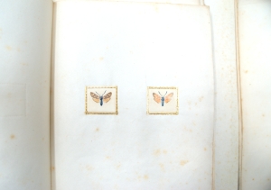 Los 362 - Spätbiedermeierliche Sammlung von ca. 135  aquarellierten Naturselbstdrucken - von verschiedenen Schmetterlingen und Motten - 6 - thumb