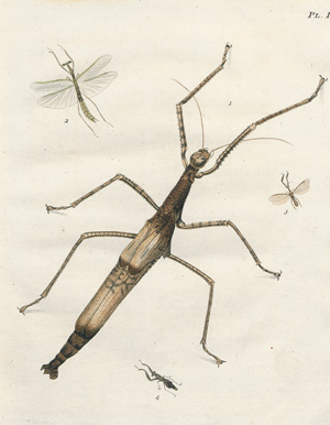 Los 363 - Stoll, Caspar - Natuurlyke Afbeeldingen en Beschryvingen der Spooken. Amsterdam, J. C. Sepp, 1787 - 0 - thumb