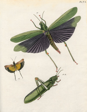 Los 363 - Stoll, Caspar - Natuurlyke Afbeeldingen en Beschryvingen der Spooken. Amsterdam, J. C. Sepp, 1787 - 1 - thumb