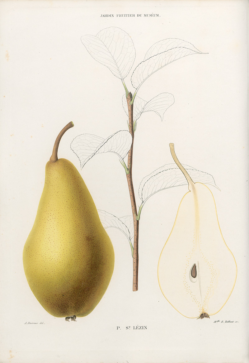 Lot 349, Auction 127, Decaisne, Joseph, Le Jardin Fruitier du Muséum