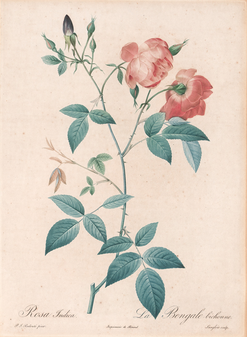 Lot 358, Auction  127, Redouté, Pierre Joseph, Rosen. 4 kolorierte Kupferstiche