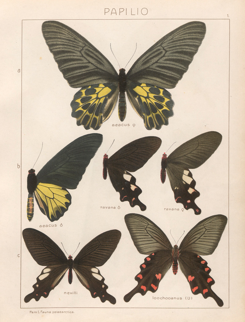 Lot 361, Auction 127, Seitz, Adalbert, Die Groß-Schmetterlinge der Erde, 1906-1924