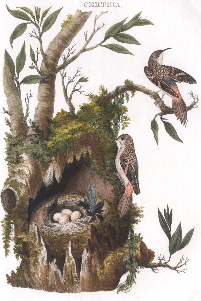 Lot 364, Auction 127, Vögel, "Certhia" und "Tringilla, domnestica"